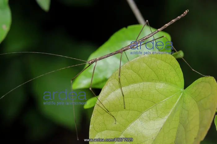 : Stick Insect on leaf - West Bali National Park, near Menjang : Stick Insect on leaf - West Bali National Park, near Menjang