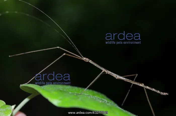 : Stick Insect on leaf - West Bali National Park, near Menjang : Stick Insect on leaf - West Bali National Park, near Menjang