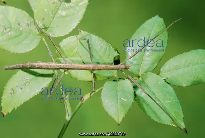 : STICK INSECT - ON LEAVES : STICK INSECT - ON LEAVES