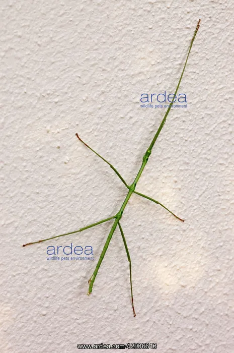 : Stick insect at rest on wall during day : Stick insect at rest on wall during day