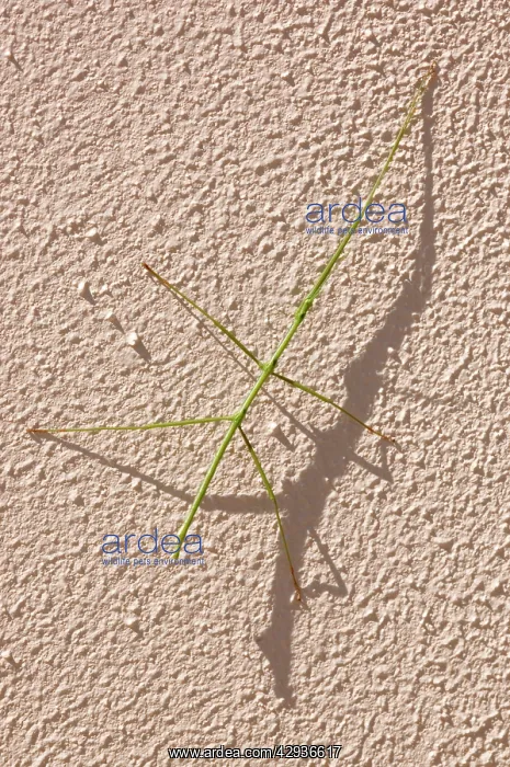: Stick insect at rest on wall during day : Stick insect at rest on wall during day