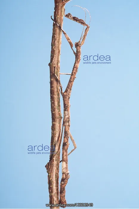 : STICK INSECT - ON STICK : STICK INSECT - ON STICK