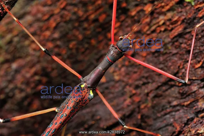 : stick insect / walking stick : stick insect / walking stick
