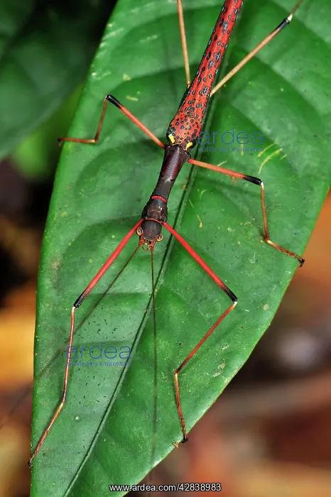 : stick insect / walking stick : stick insect / walking stick