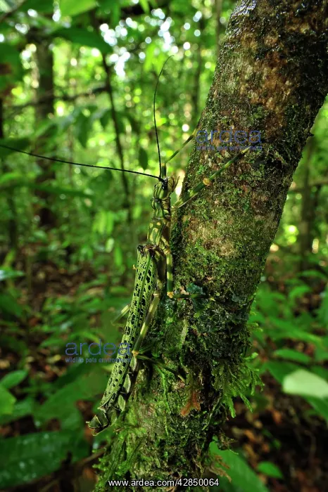 : stick insect / walking stick : stick insect / walking stick