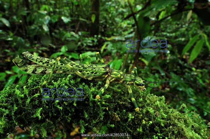 : stick insect / walking stick : stick insect / walking stick