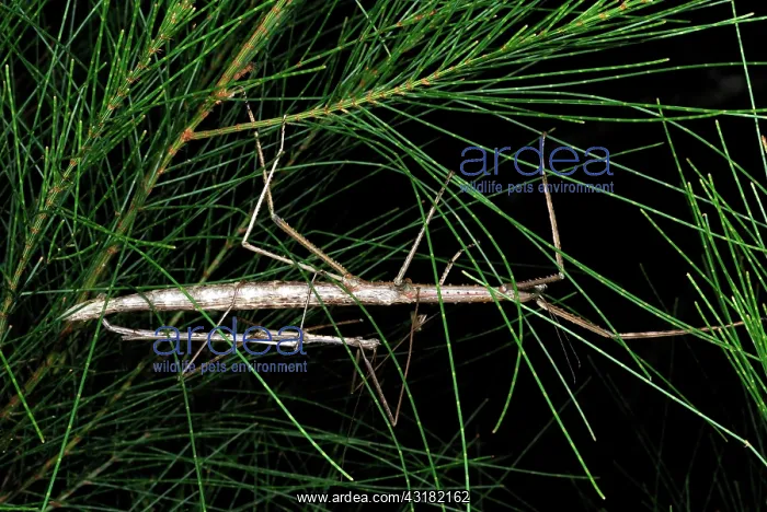 : Stick Insects mating : Stick Insects mating