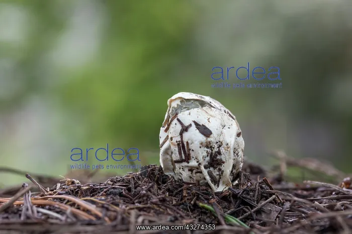 : Stickhorn Fungus - Emerging From Egg - UK : Stickhorn Fungus - Emerging From Egg - UK
