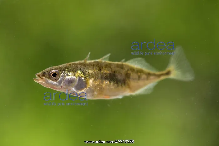 : Stickleback - Female - UK : Stickleback - Female - UK
