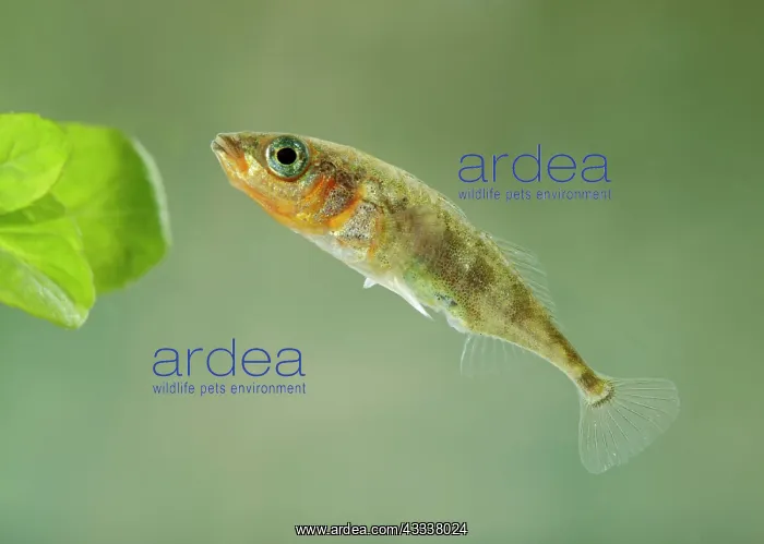 : Stickleback - male three spined : Stickleback - male three spined