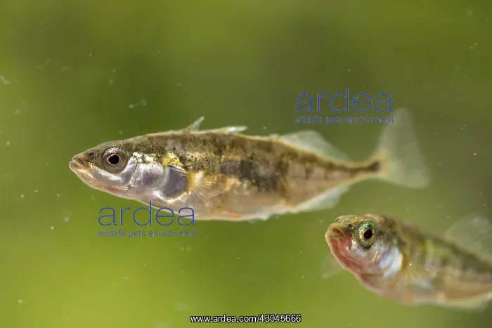 : Sticklebacks - Cornwall - UK : Sticklebacks - Cornwall - UK