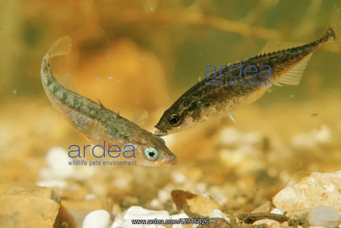 : STICKLEBACKS - Three-spined male (Gasterosteus : STICKLEBACKS - Three-spined male (Gasterosteus