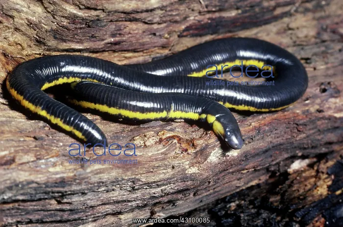 : Sticky Caecilian : Sticky Caecilian