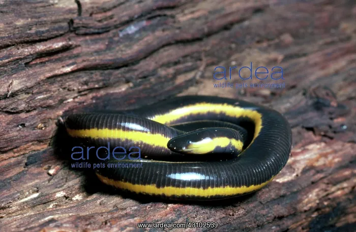: Sticky Caecilian : Sticky Caecilian