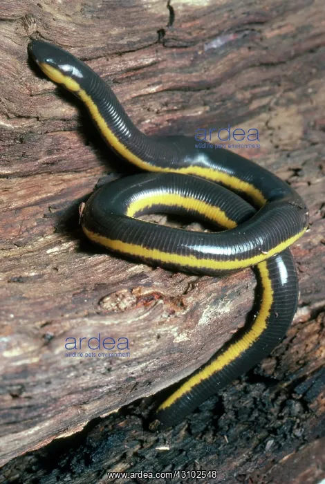 : Sticky Caecilian : Sticky Caecilian