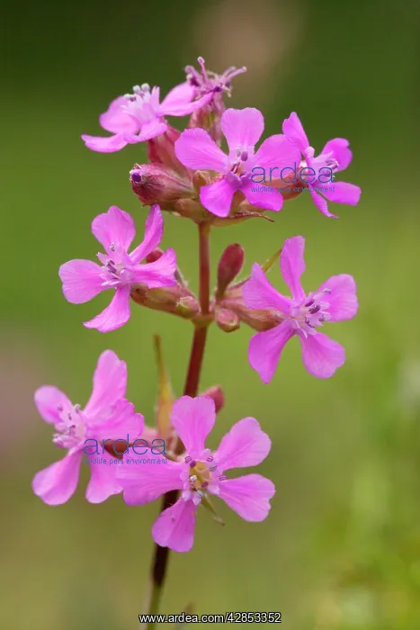 : Sticky catchfly : Sticky catchfly