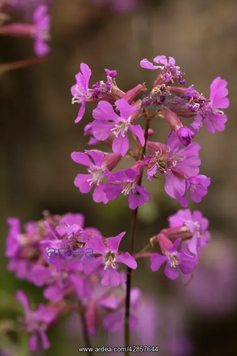: Sticky catchfly : Sticky catchfly