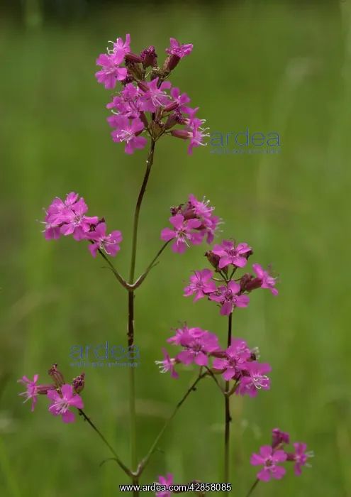 : Sticky catchfly : Sticky catchfly