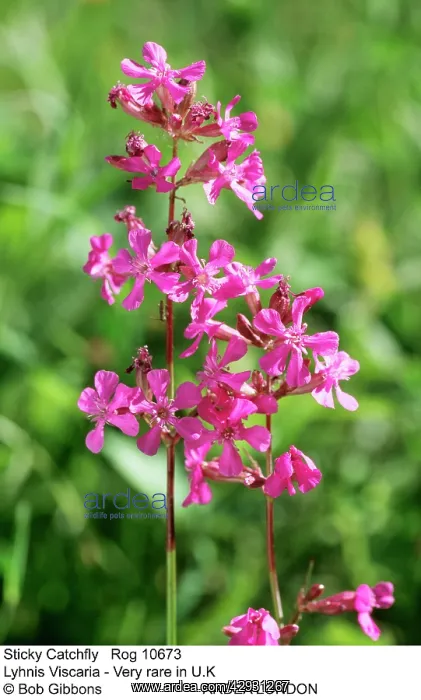 : Sticky Catchfly : Sticky Catchfly