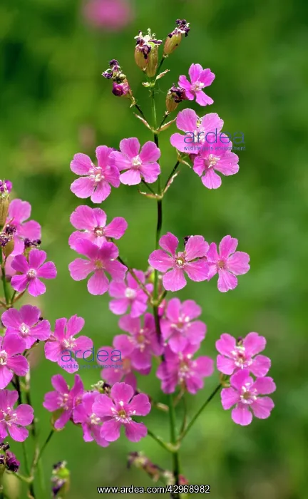 : Sticky Catchfly : Sticky Catchfly