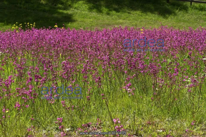 : Sticky Catchfly (Viscaria vulgaris). Aboda, Sm oland : Sticky Catchfly (Viscaria vulgaris). Aboda, Sm oland