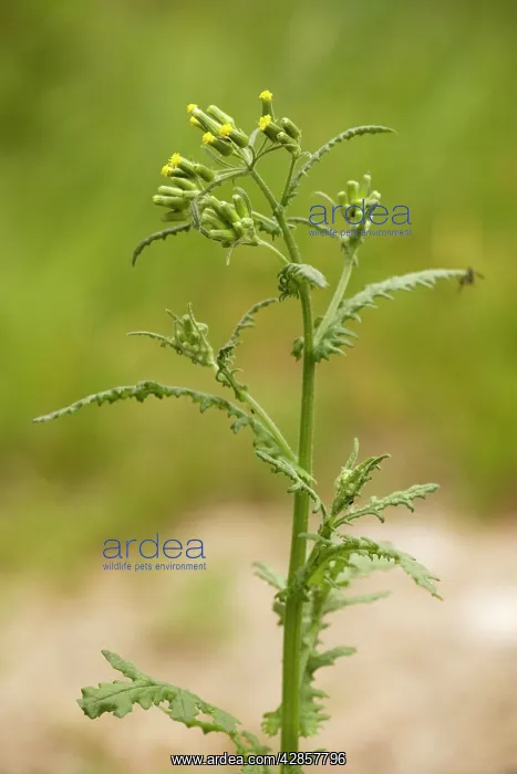 : Sticky groundsel : Sticky groundsel