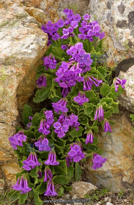 : Sticky primrose - lovely clump at high altitude : Sticky primrose - lovely clump at high altitude