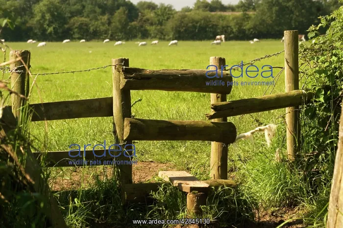 : StIle - on footpath in countryside : StIle - on footpath in countryside