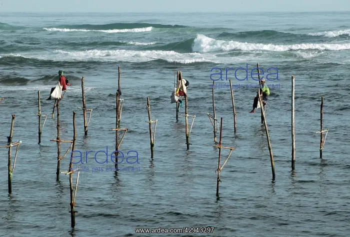 : Stilt fishermen in southern Sri Lanka : Stilt fishermen in southern Sri Lanka