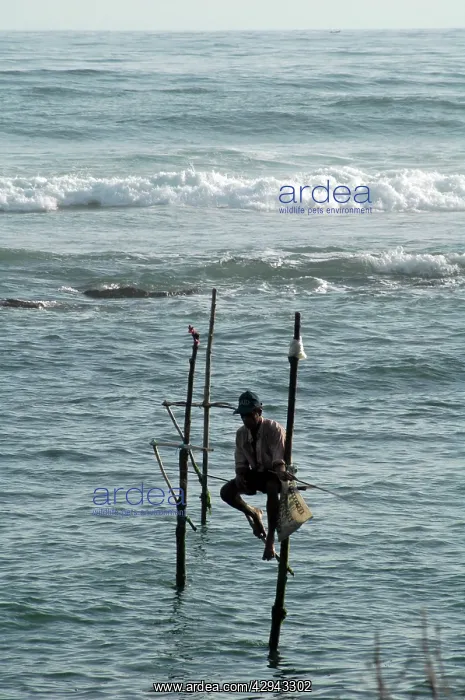 : Stilt fishermen in southern Sri Lanka : Stilt fishermen in southern Sri Lanka