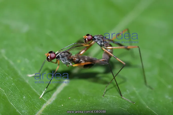 : Stilt-legged Flies : Stilt-legged Flies