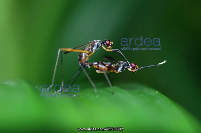 : Stilt-legged Flies mating : Stilt-legged Flies mating