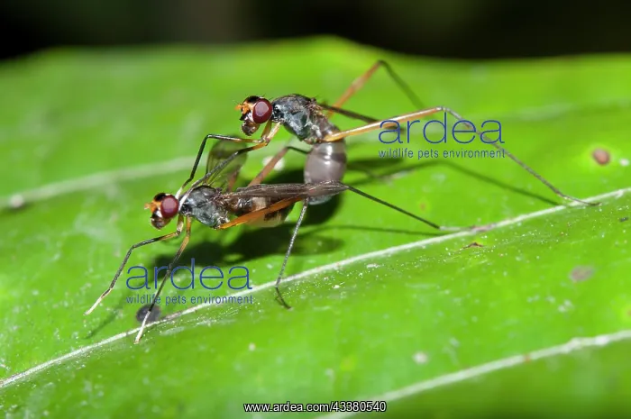 : Stilt-legged Flies mating : Stilt-legged Flies mating