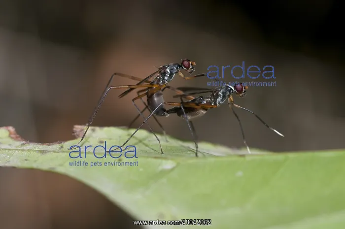 : Stilt-legged Flies - pair mating on leaf; fly is : Stilt-legged Flies - pair mating on leaf; fly is