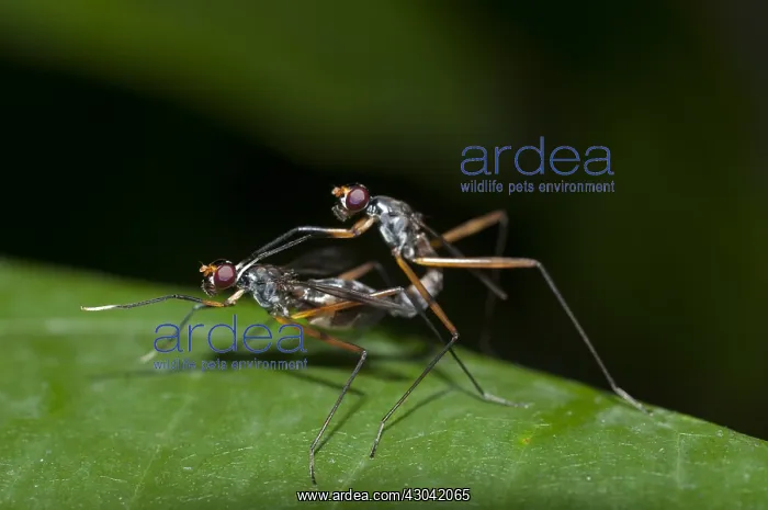 : Stilt-legged Flies - pair mating on leaf; fly is : Stilt-legged Flies - pair mating on leaf; fly is