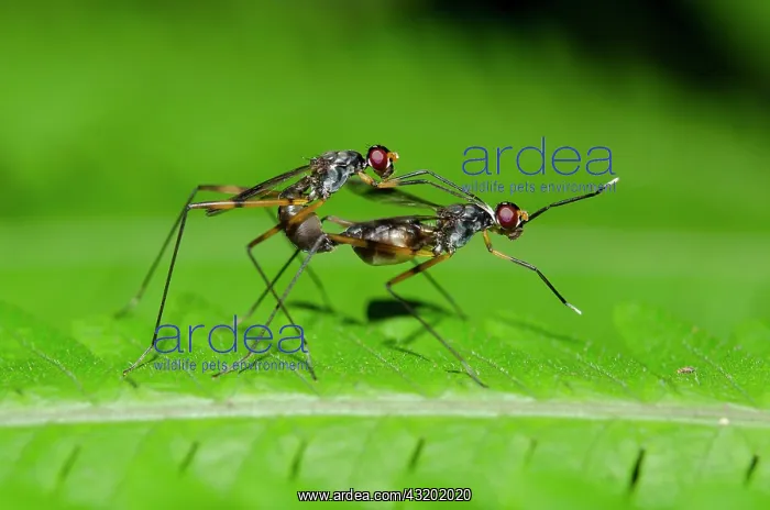 : Stilt-legged Flies pair mating on leaf - Klungkung : Stilt-legged Flies pair mating on leaf - Klungkung