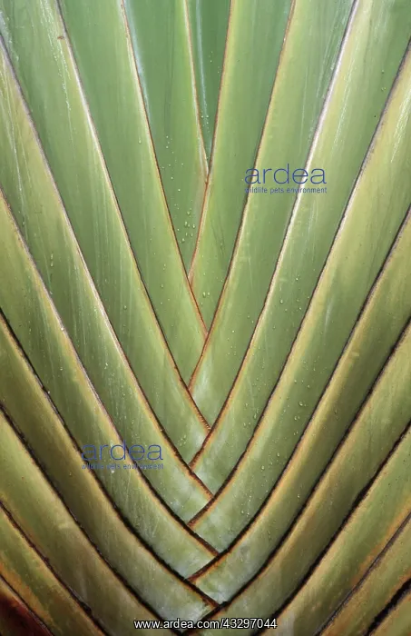 : STILT PALM - close-up on leaf : STILT PALM - close-up on leaf