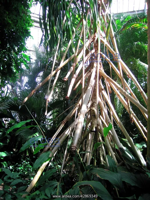  : Stilt roots of Wandering Screw Pine