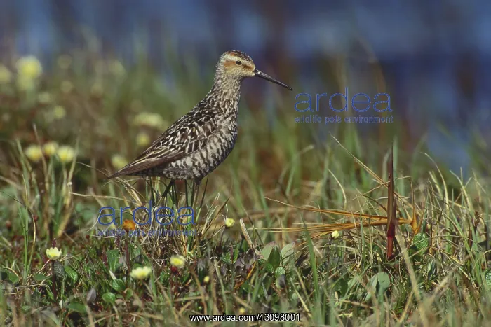 : Stilt Sandpiper : Stilt Sandpiper