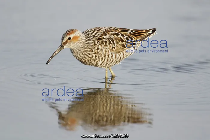  : Stilt Sandpiper - feeding in shallow lagoon