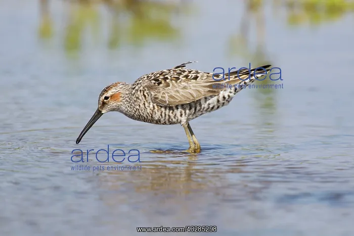 : Stilt Sandpiper - feeding in shallow lagoon : Stilt Sandpiper - feeding in shallow lagoon