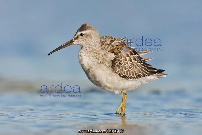 : Stilt Sandpiper - in September at Jamaica Bay NWR : Stilt Sandpiper - in September at Jamaica Bay NWR