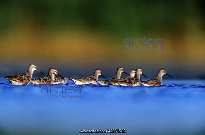 : STILT SANDPIPERS - 8 ON WATER : STILT SANDPIPERS - 8 ON WATER