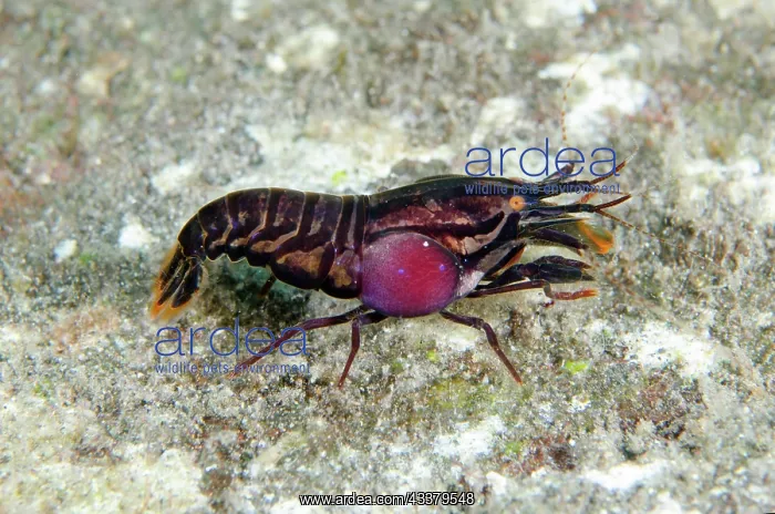 : Stimpson's Snapping Shrimp : Stimpson's Snapping Shrimp