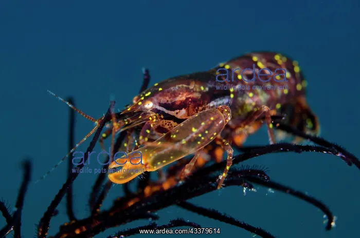 : Stimpson's Snapping Shrimp : Stimpson's Snapping Shrimp