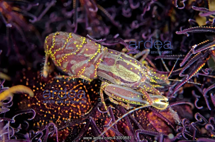 : Stimpson's Snapping Shrimp in crinoid IMAX dive : Stimpson's Snapping Shrimp in crinoid IMAX dive