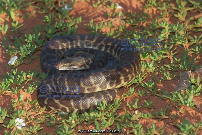 : Stimson's / Large-blotched Python : Stimson's / Large-blotched Python