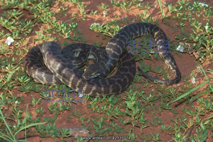 : Stimson's / Large-blotched Python : Stimson's / Large-blotched Python