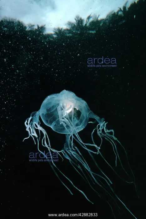 : Stinging Box JELLYFISH / Sea Wasp - underwater : Stinging Box JELLYFISH / Sea Wasp - underwater