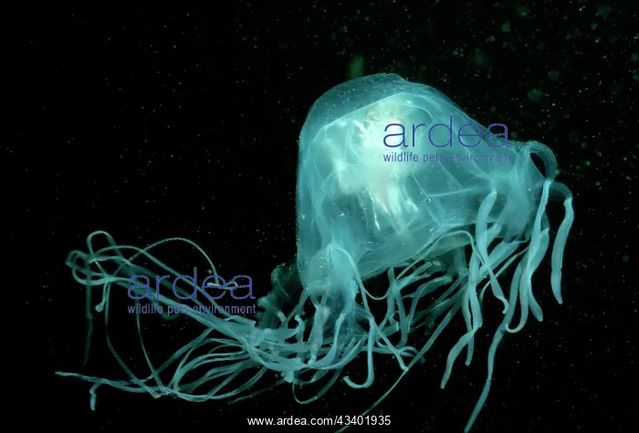 : Stinging Box Jellyfish / Sea Wasp - Underwater : Stinging Box Jellyfish / Sea Wasp - Underwater